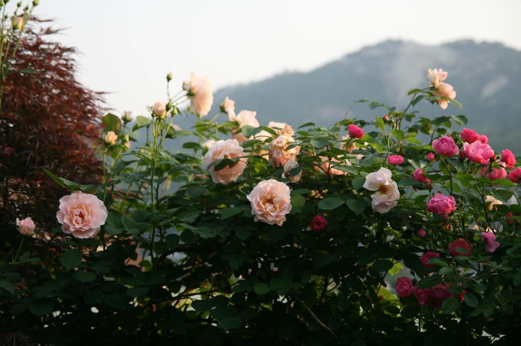 신디's B&B - 외국인 전용 서울특별시 외부 사진