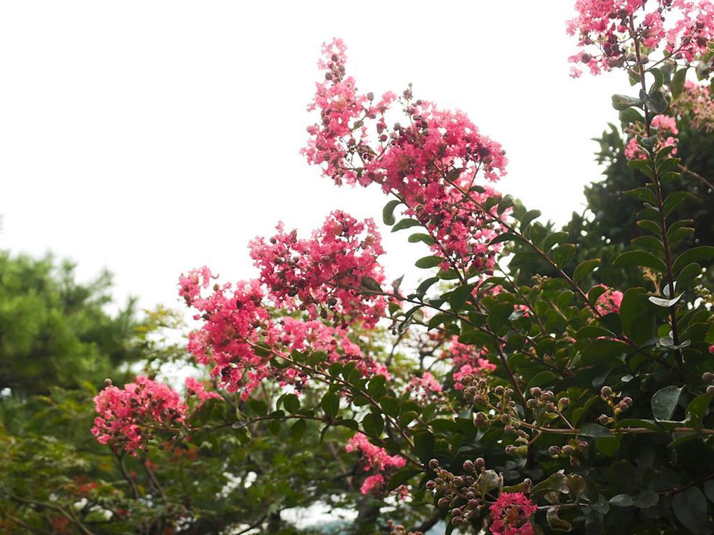 신디's B&B - 외국인 전용 서울특별시 외부 사진